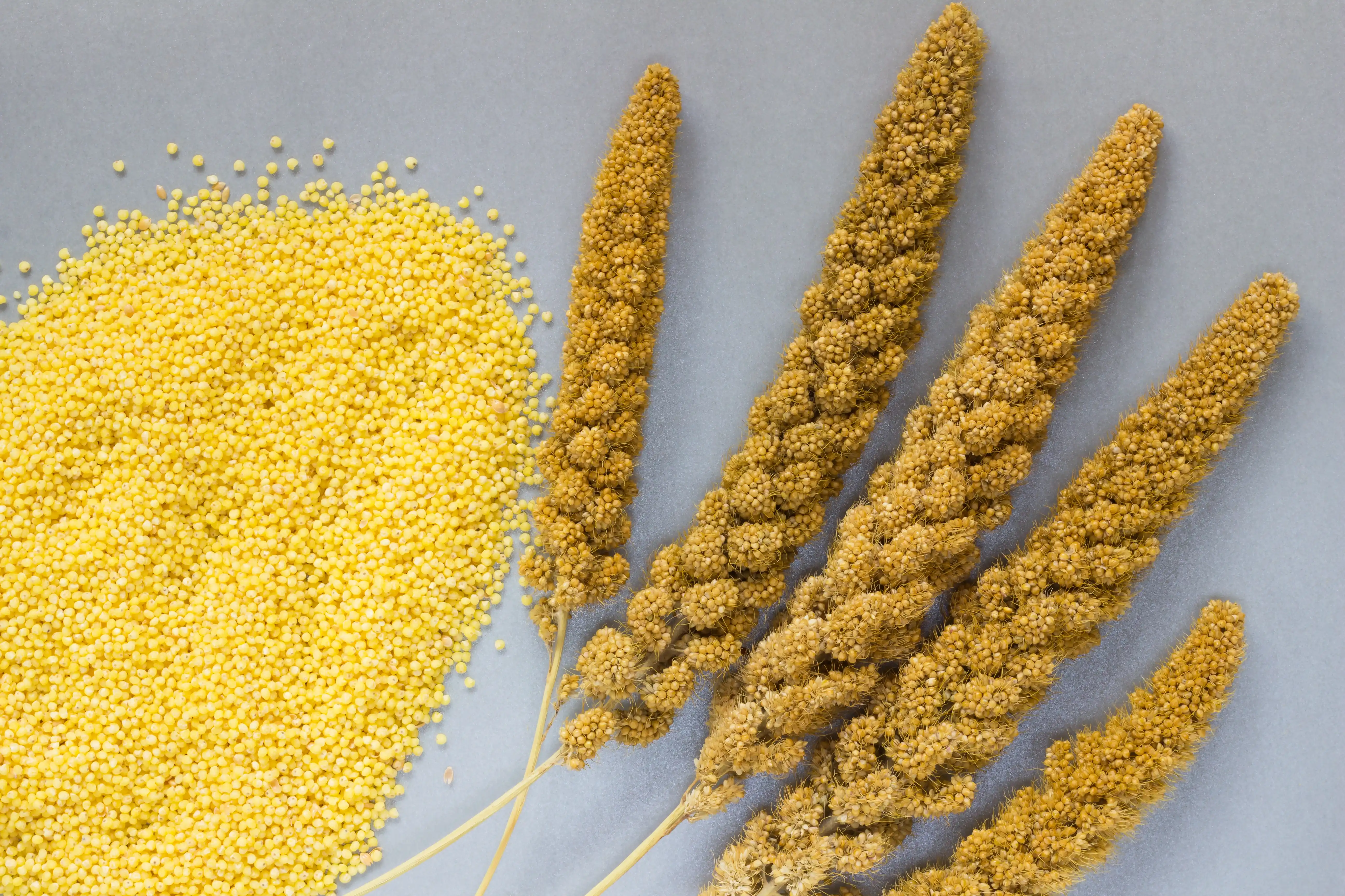 Finger Millet Finger Millet